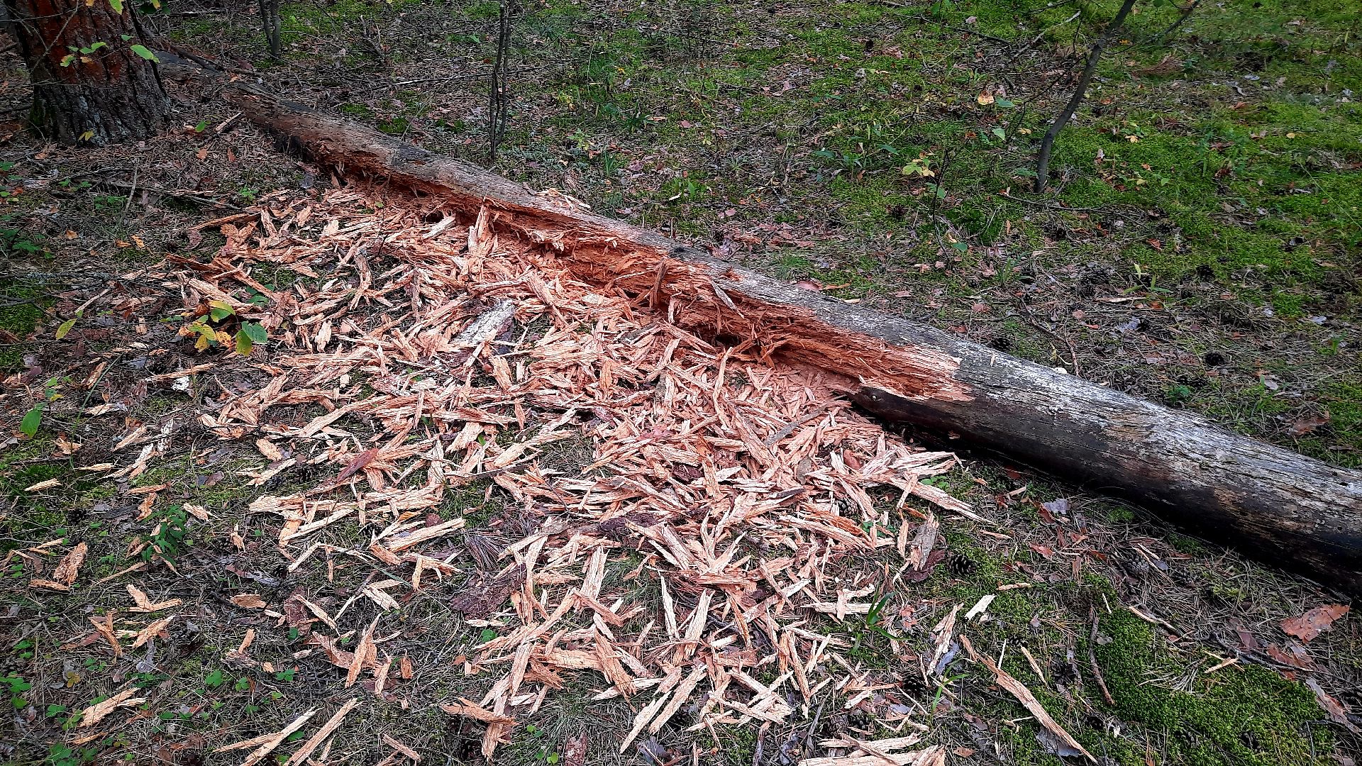 шатура, грибы, тихая_охота, белые, лисички,