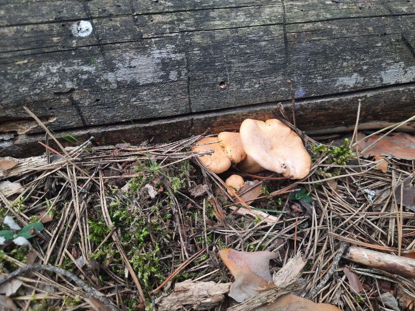 шатура, грибы, тихая_охота, белые, лисички,