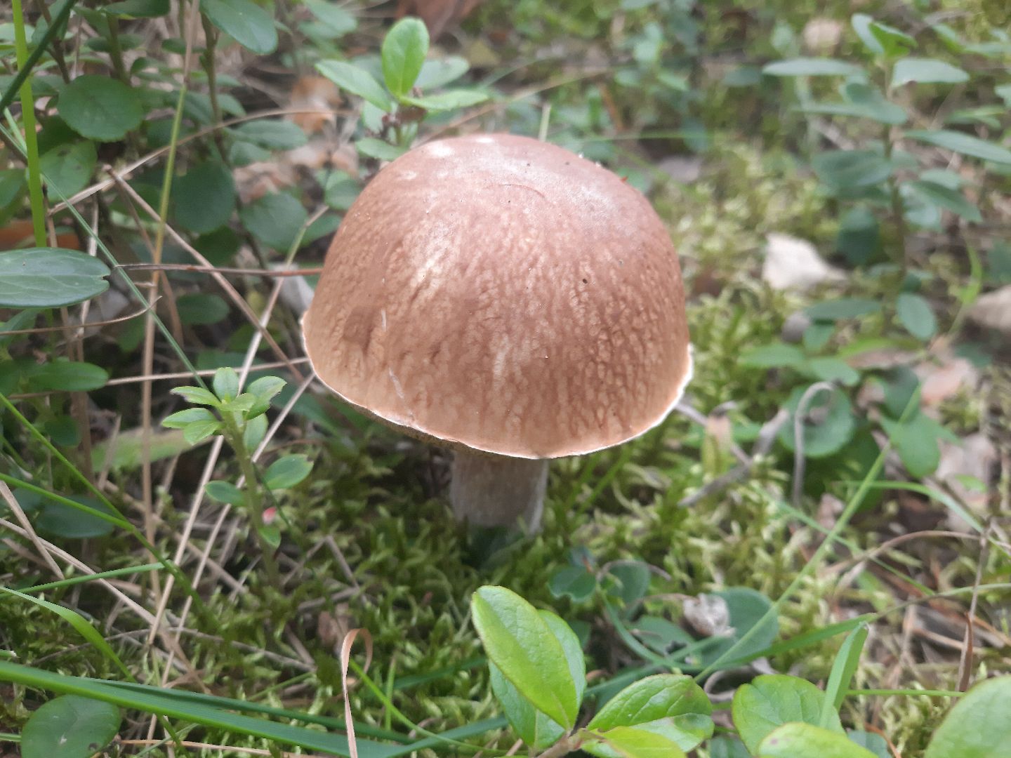 шатура, грибы, тихая_охота, белые, лисички,