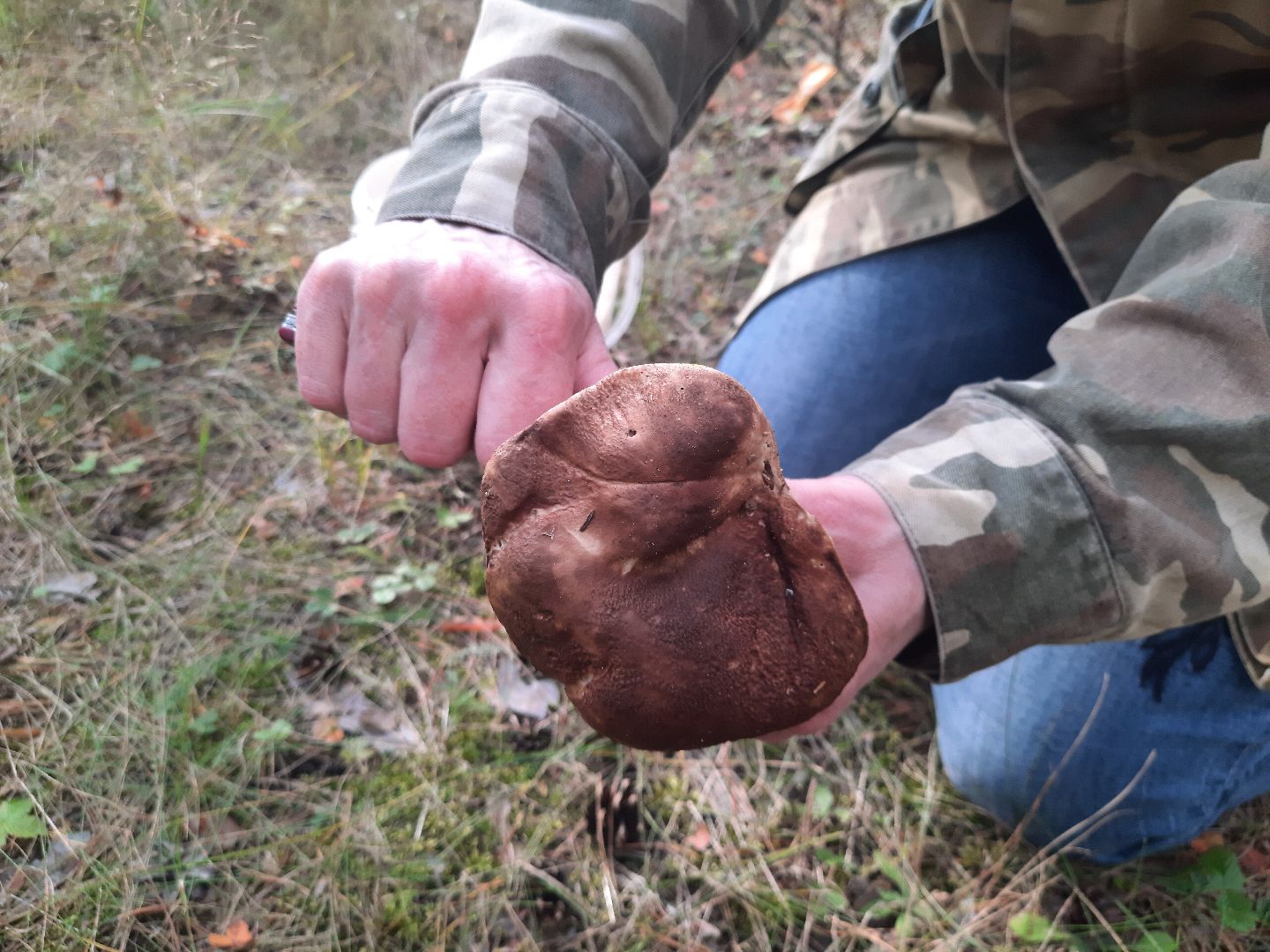 шатура, грибы, тихая_охота, белые, лисички,