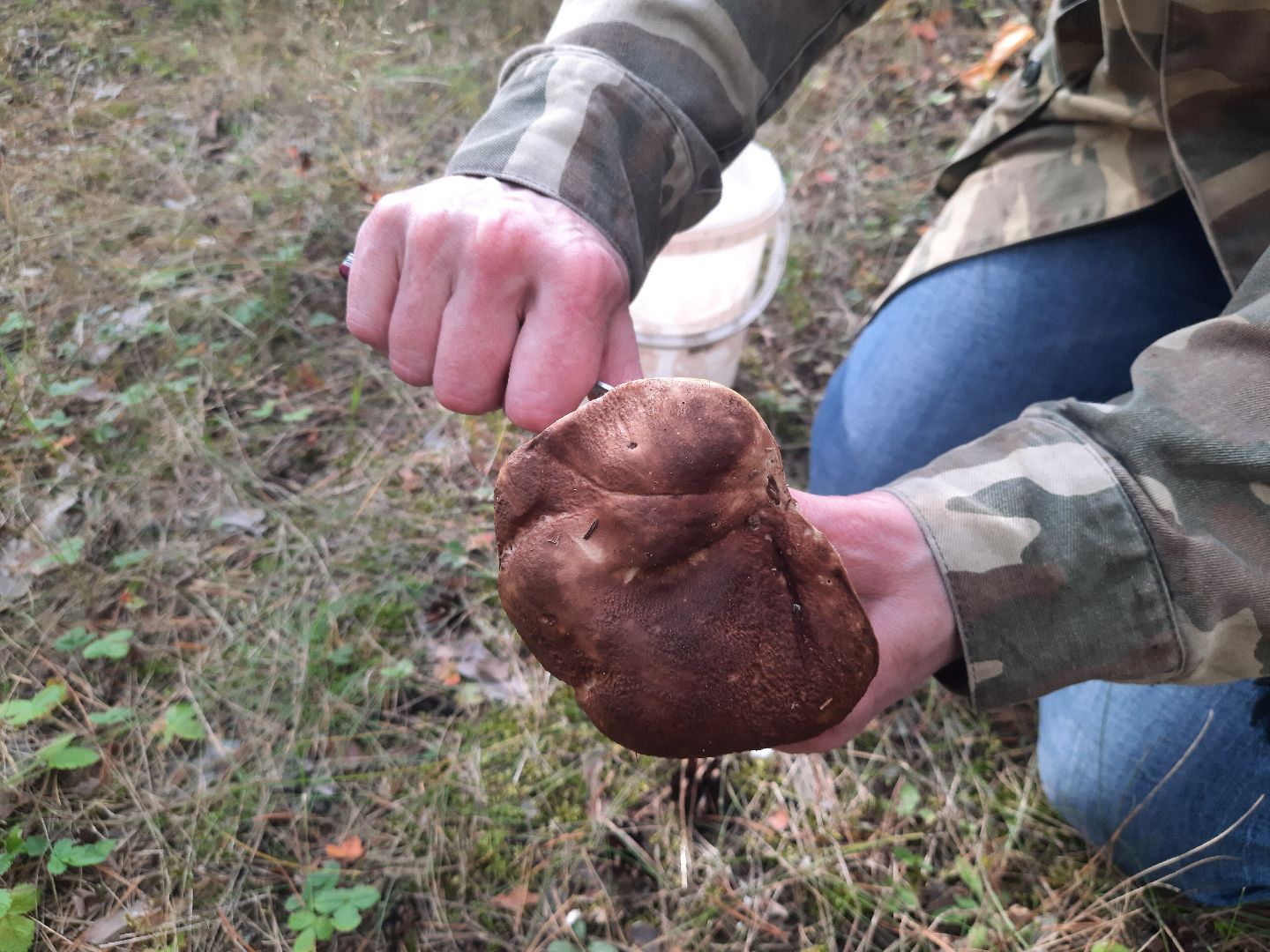 шатура, грибы, тихая_охота, белые, лисички,