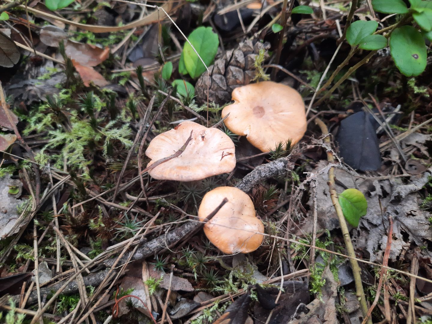 шатура, грибы, тихая_охота, белые, лисички,