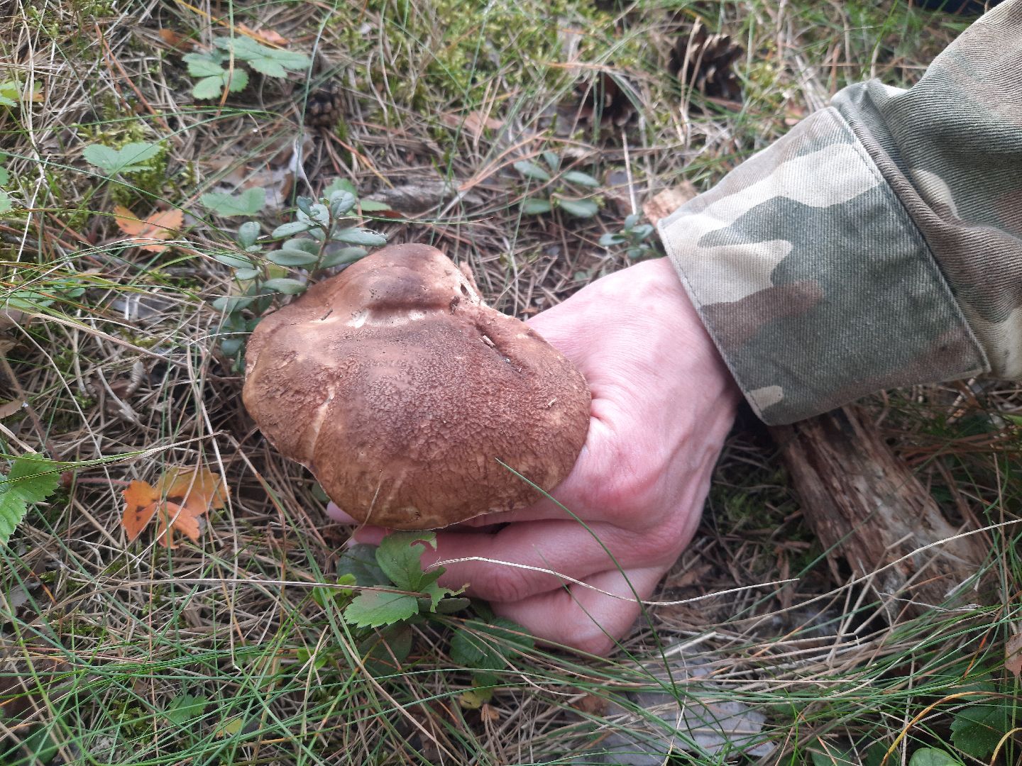 шатура, грибы, тихая_охота, белые, лисички,