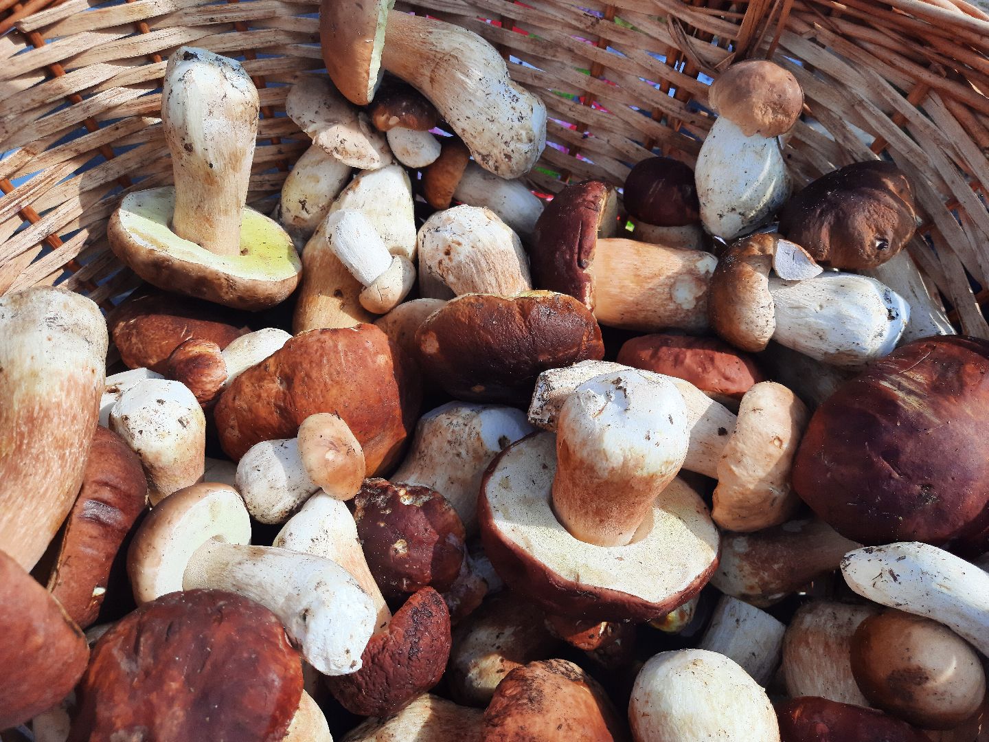 шатура, грибы, тихая_охота, белые, лисички,