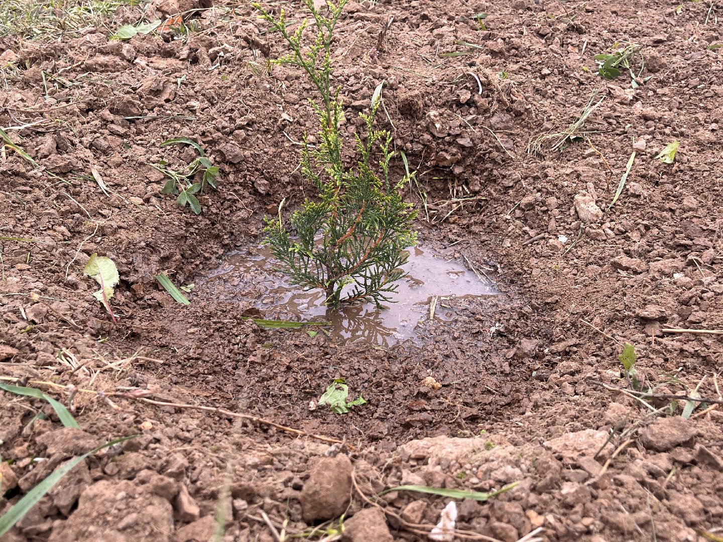 экологическая акция, наш лес, экология, руза, рузский городской округ, московская область, подмосковье,