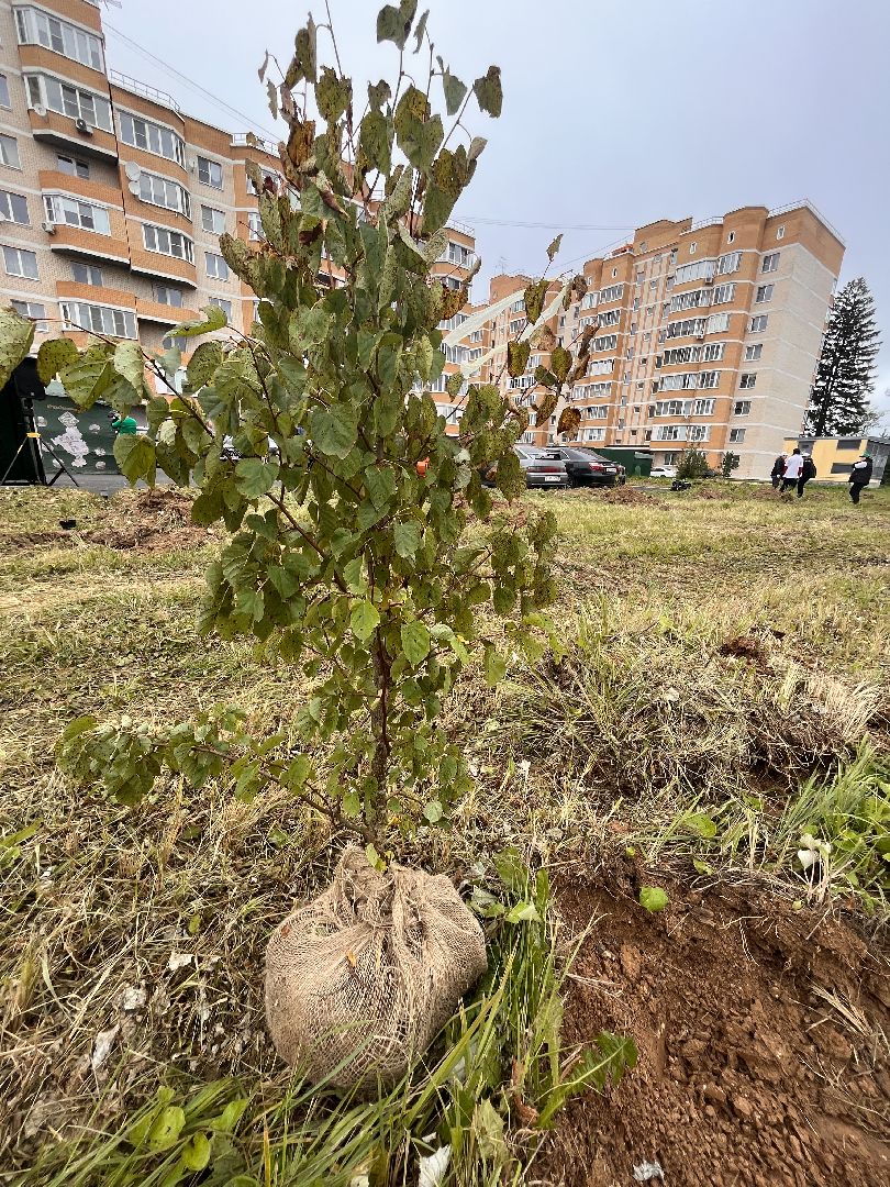 экологическая акция, наш лес, экология, руза, рузский городской округ, московская область, подмосковье,