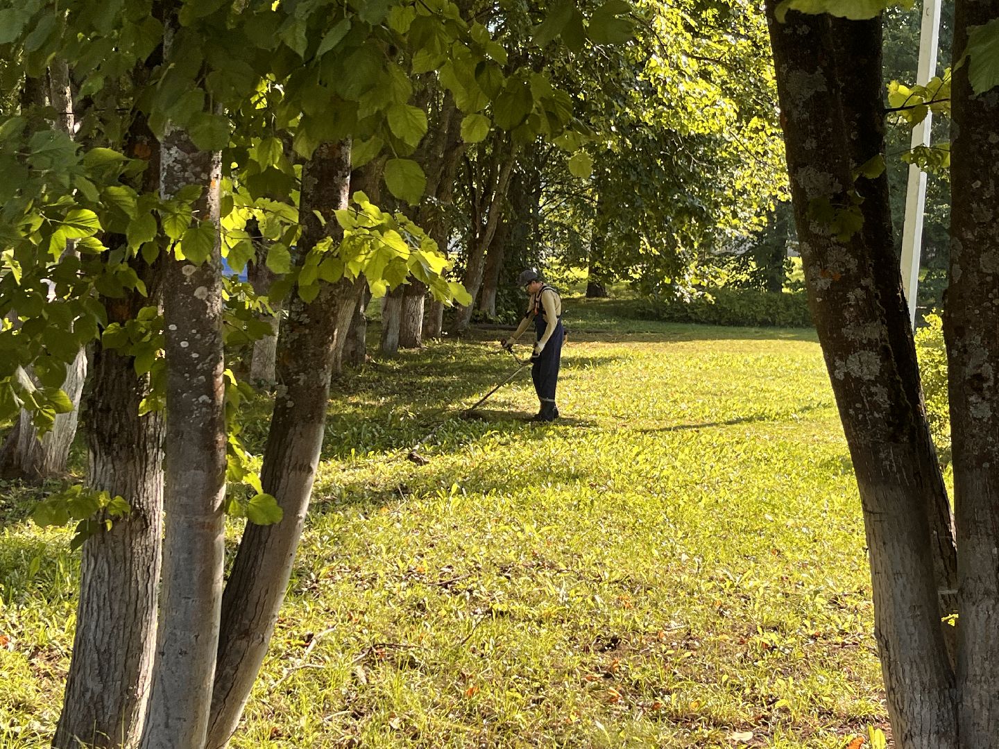 благоустойство, руза, рузский городской округ, школьники, московская область, подмосковье, образование,