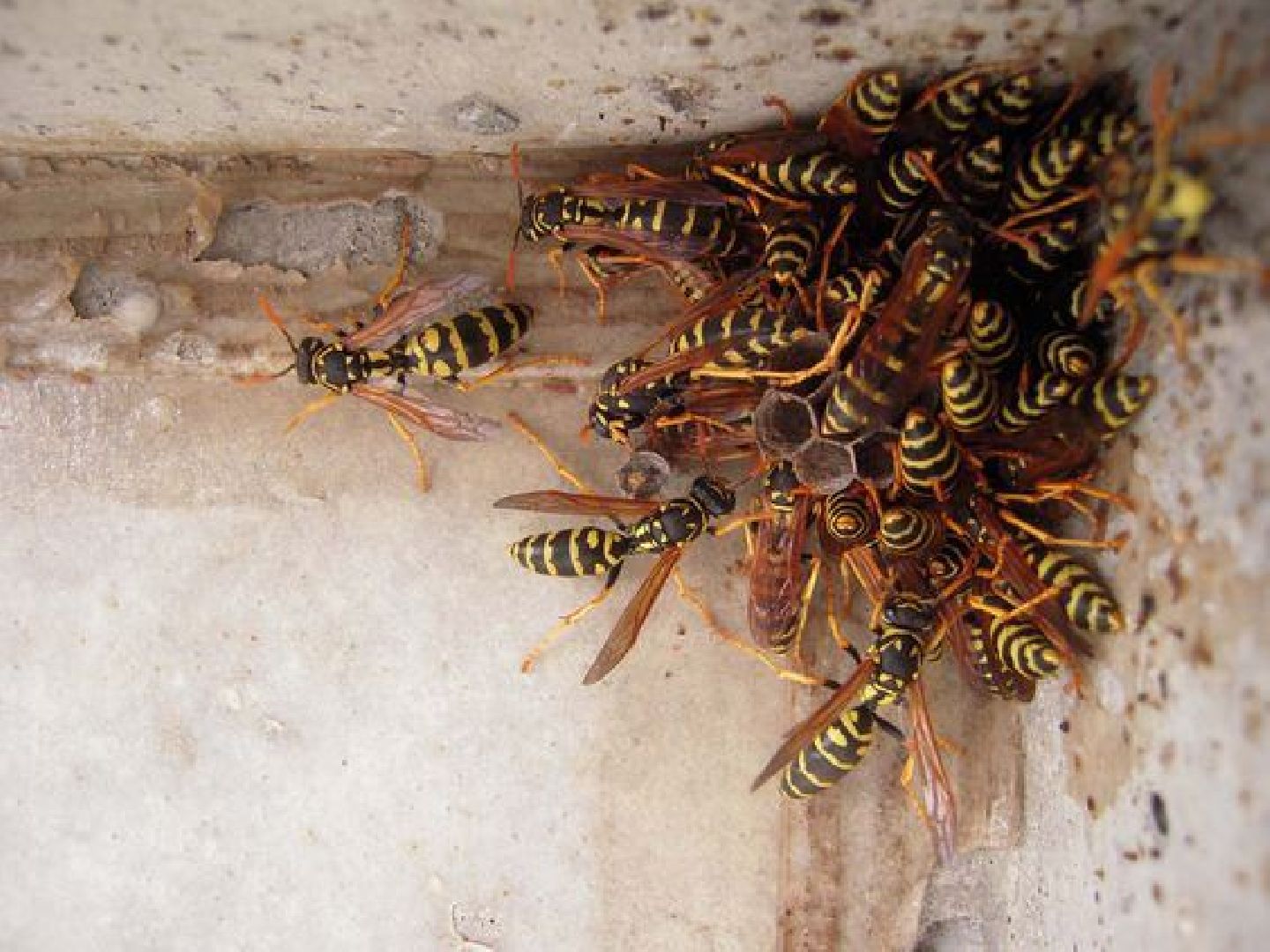 люберцы, ЕДС,