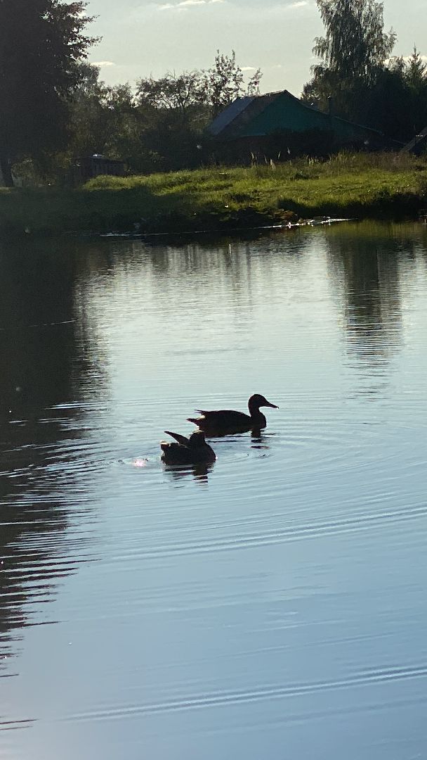 волоколамск, пруд, благоуйстройство, жители, город, общество,