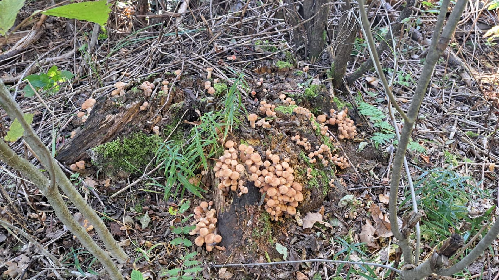 Одинцово, Опята, Сбор грибов, Экология, Звенигород, опята, опёнок, ядовитые грибы, шампиньоны, белые грибы диета, кулинария