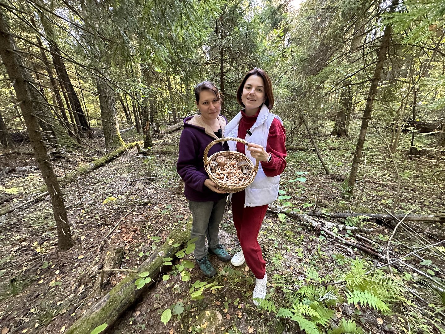 Одинцово, Опята, Сбор грибов, Экология, Звенигород, опята, опёнок, ядовитые грибы, шампиньоны, белые грибы диета, кулинария