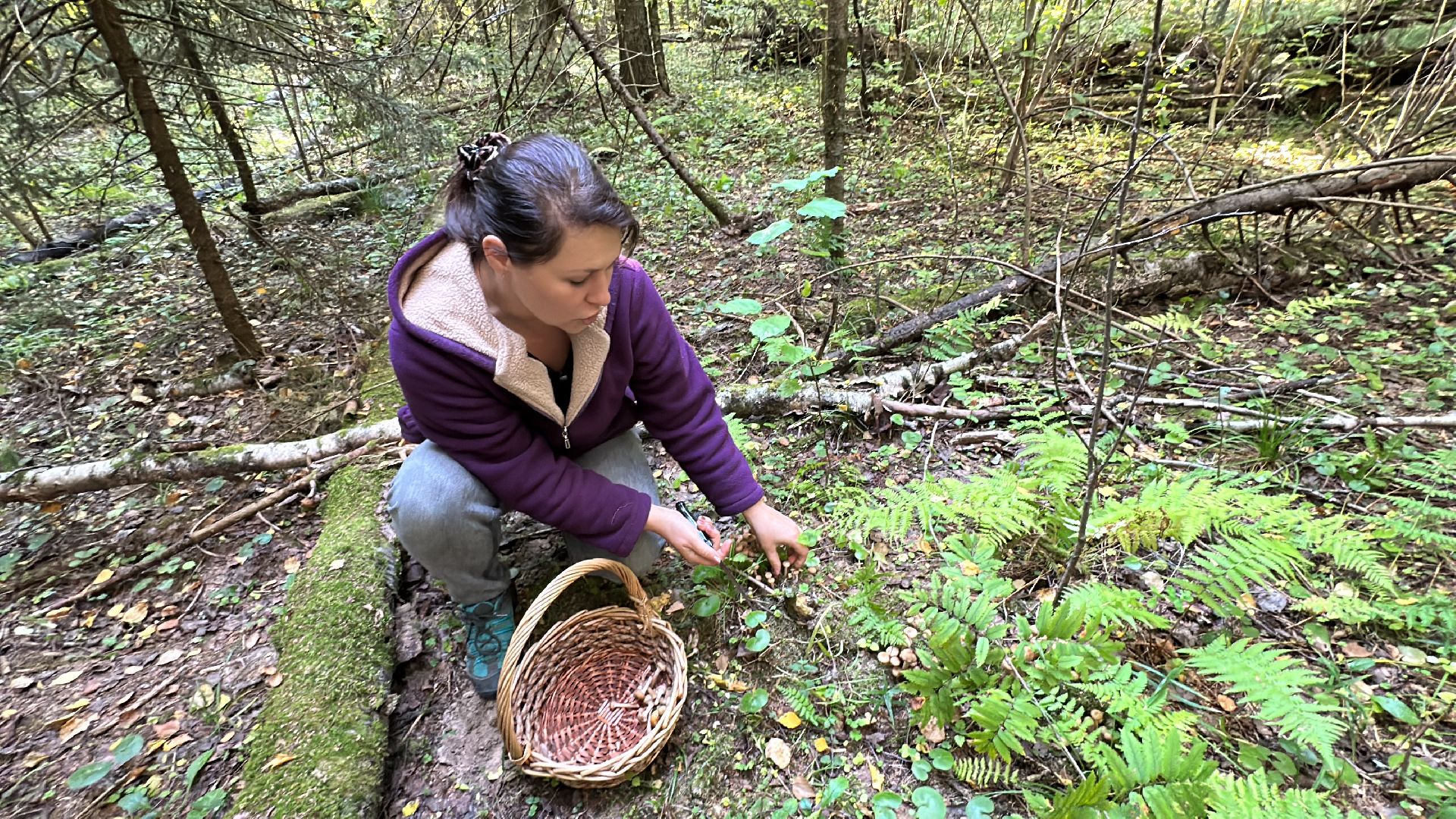 Одинцово, Опята, Сбор грибов, Экология, Звенигород, опята, опёнок, ядовитые грибы, шампиньоны, белые грибы диета, кулинария