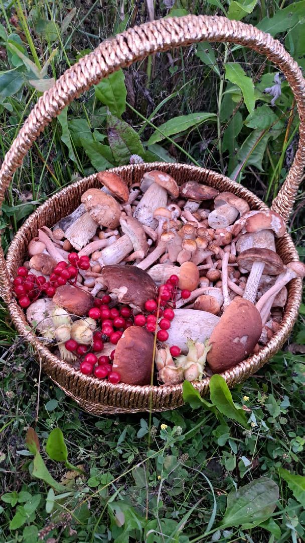 Одинцово, Опята, Сбор грибов, Экология, Звенигород, опята, опёнок, ядовитые грибы, шампиньоны, белые грибы диета, кулинария