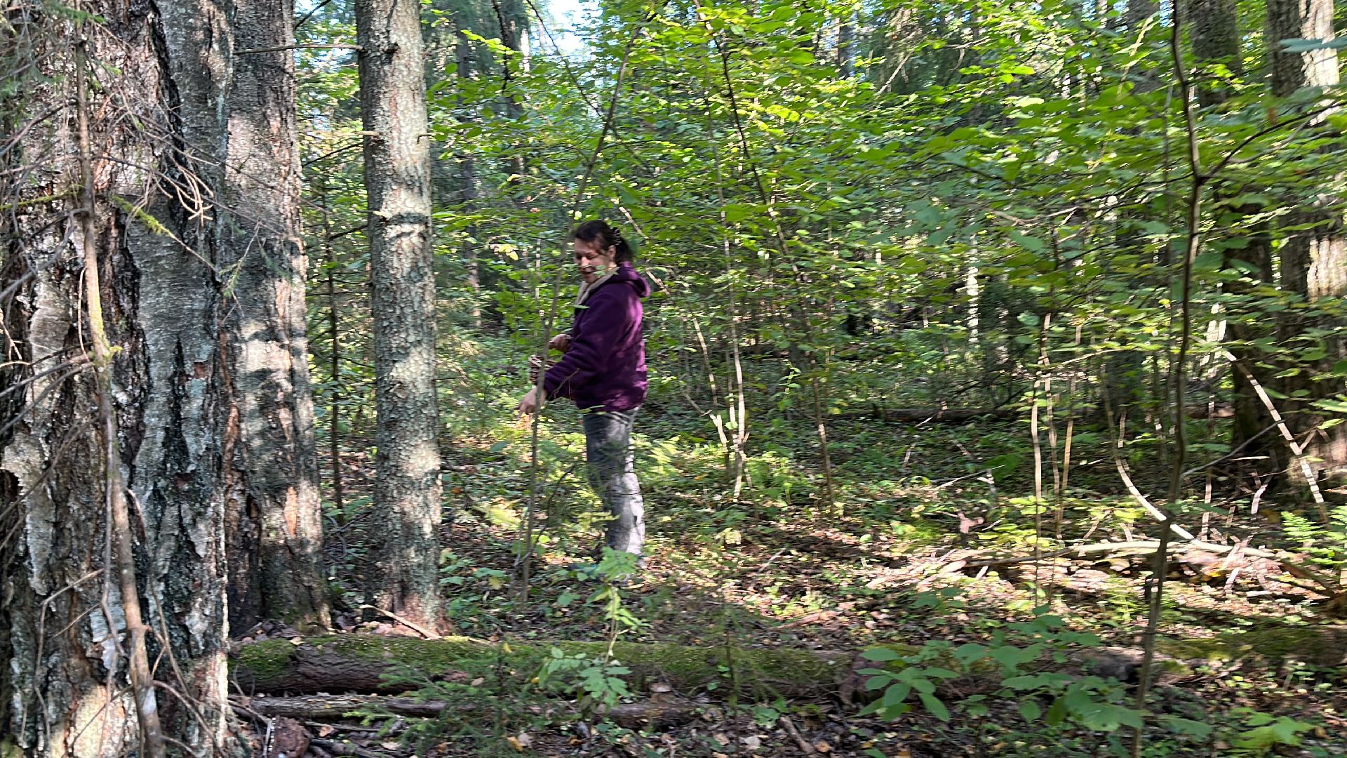 Одинцово, Опята, Сбор грибов, Экология, Звенигород, опята, опёнок, ядовитые грибы, шампиньоны, белые грибы диета, кулинария