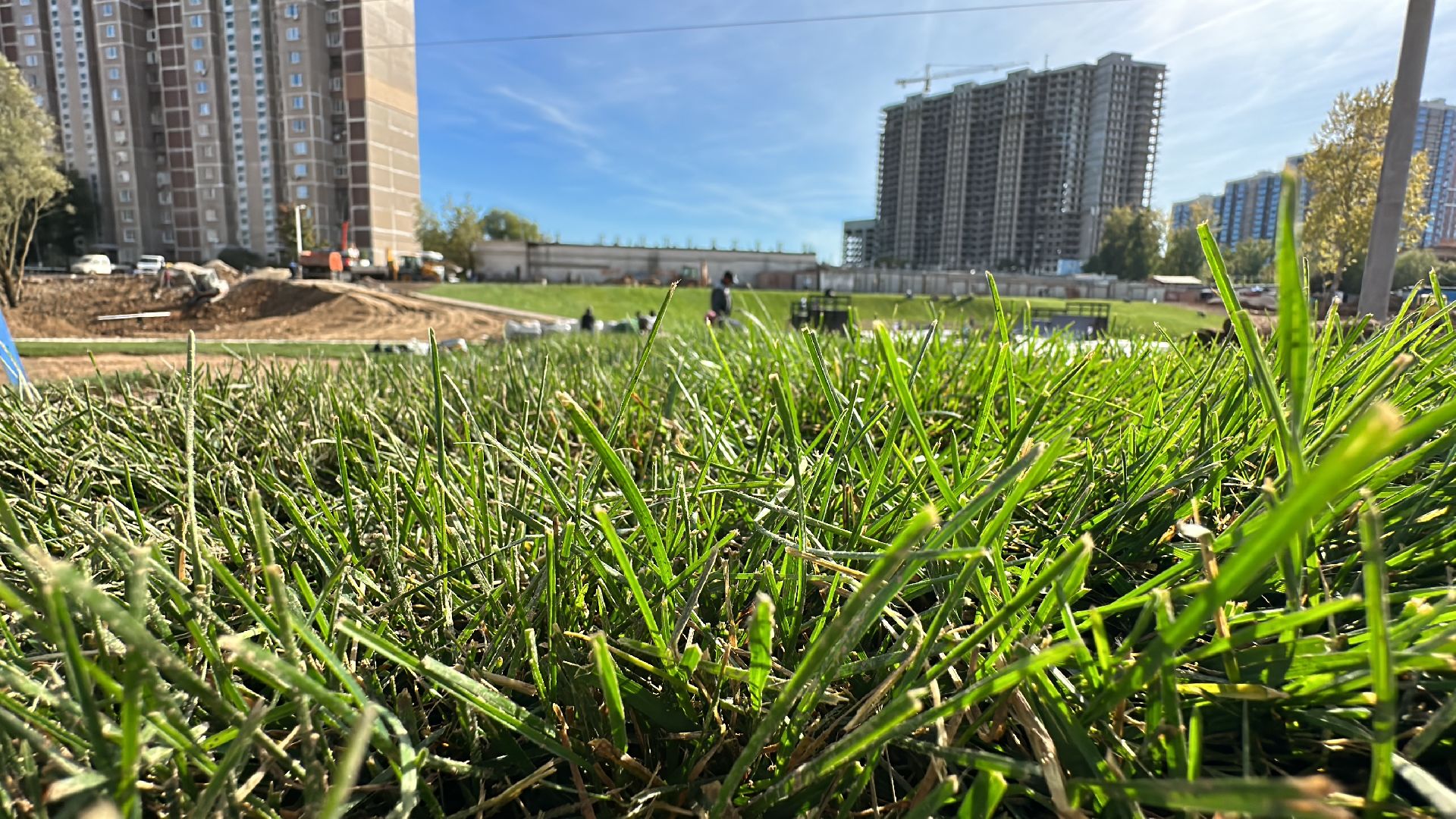 озеленение, газон, Одинцово