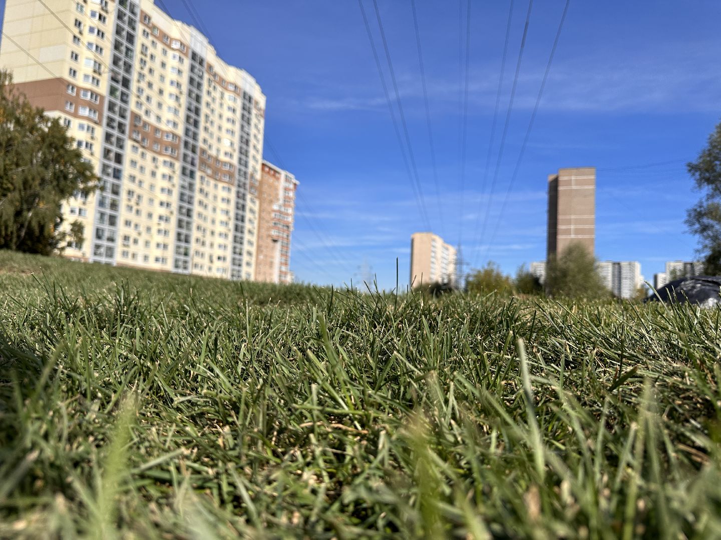 озеленение, газон, Одинцово