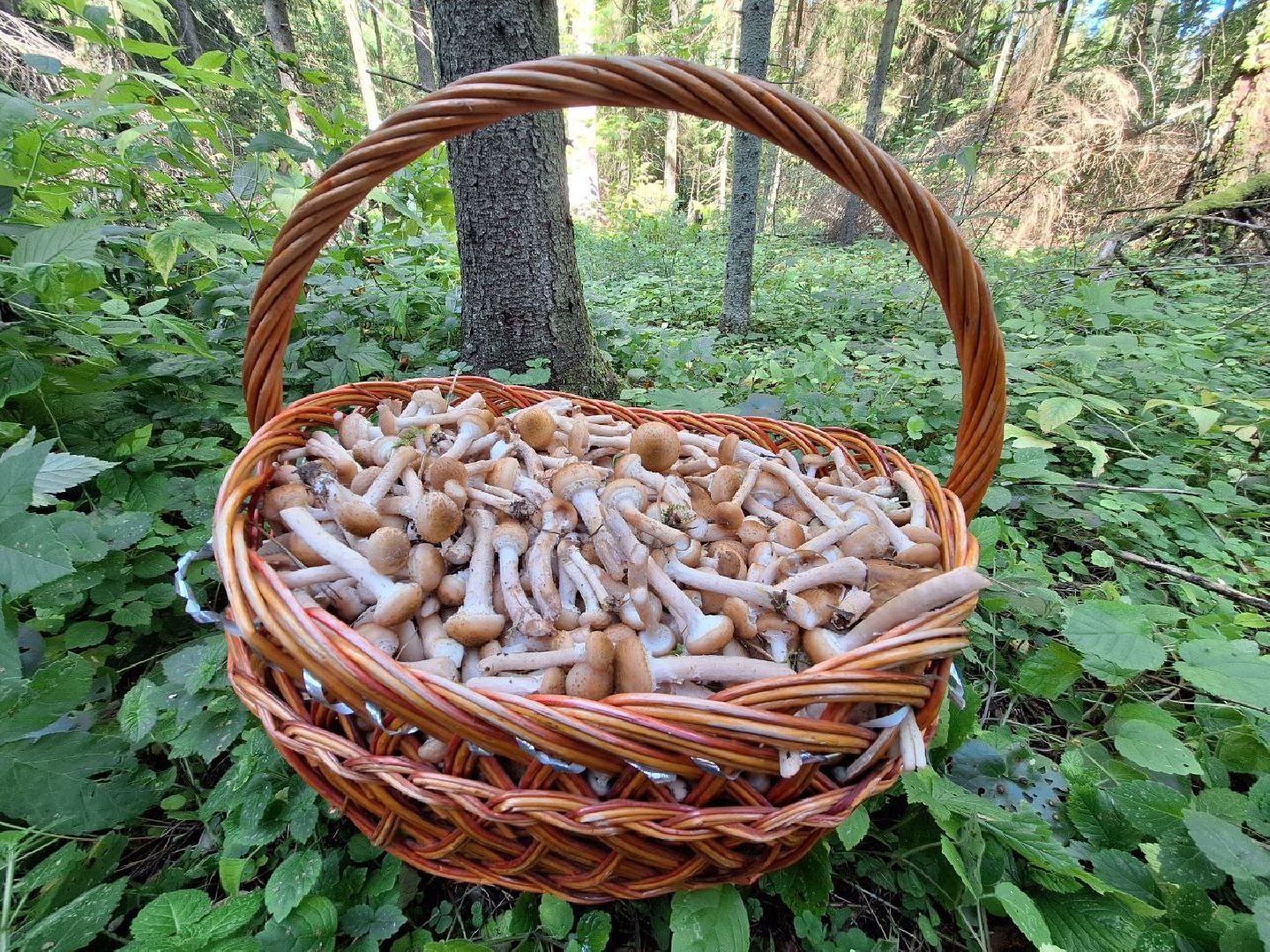 грибы, грибной сезон, отравление, первая помощь, лосино-петровский, подмосковье,