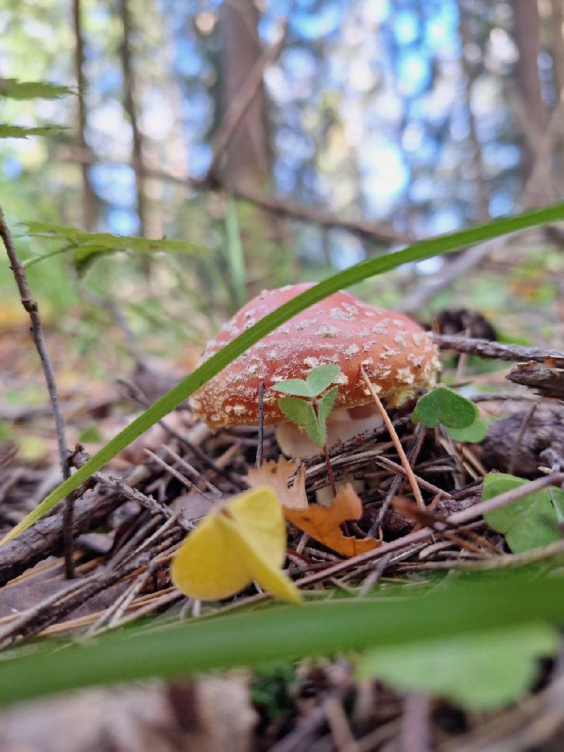 грибы, грибной сезон, отравление, первая помощь, лосино-петровский, подмосковье,