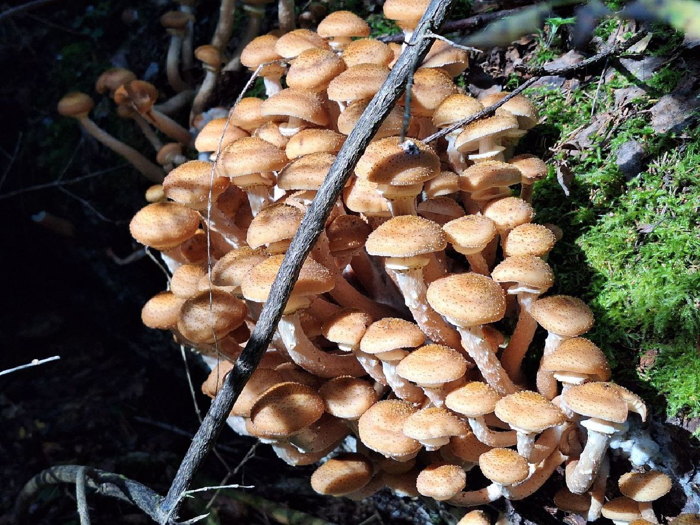 грибы, грибной сезон, отравление, первая помощь, лосино-петровский, подмосковье,