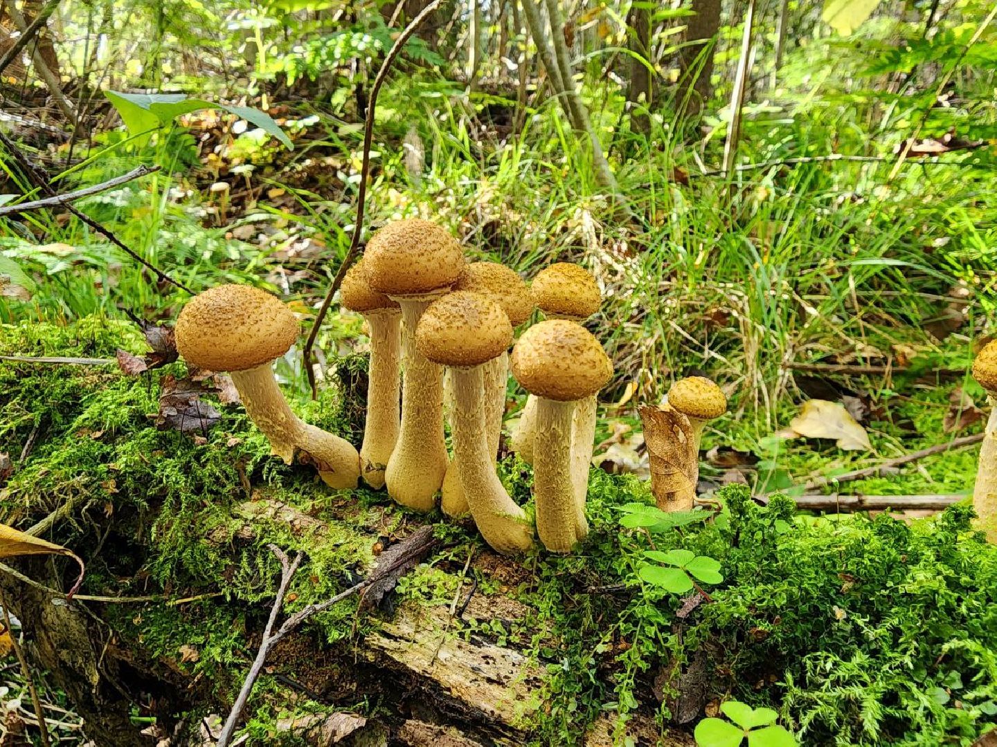 грибы, грибной сезон, отравление, первая помощь, лосино-петровский, подмосковье,