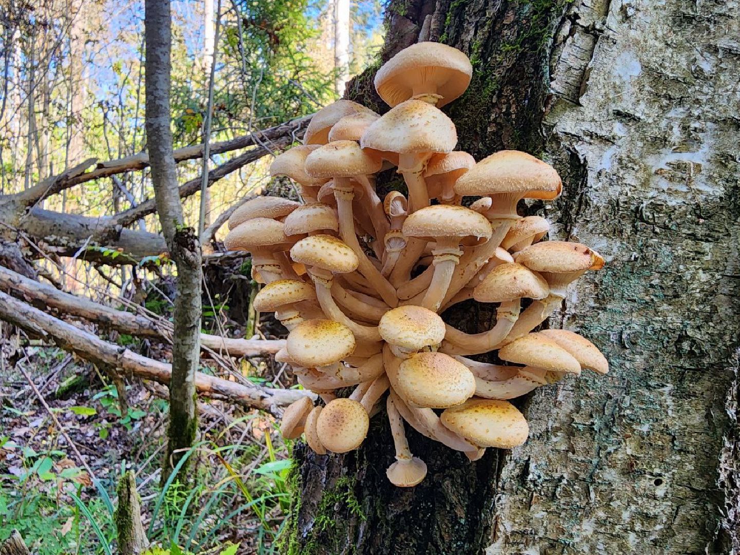 грибы, грибной сезон, отравление, первая помощь, лосино-петровский, подмосковье,