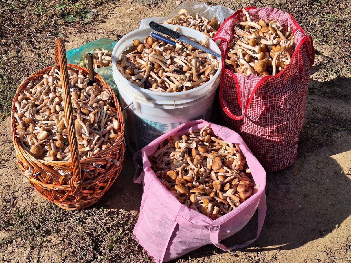 грибы, грибной сезон, отравление, первая помощь, лосино-петровский, подмосковье,