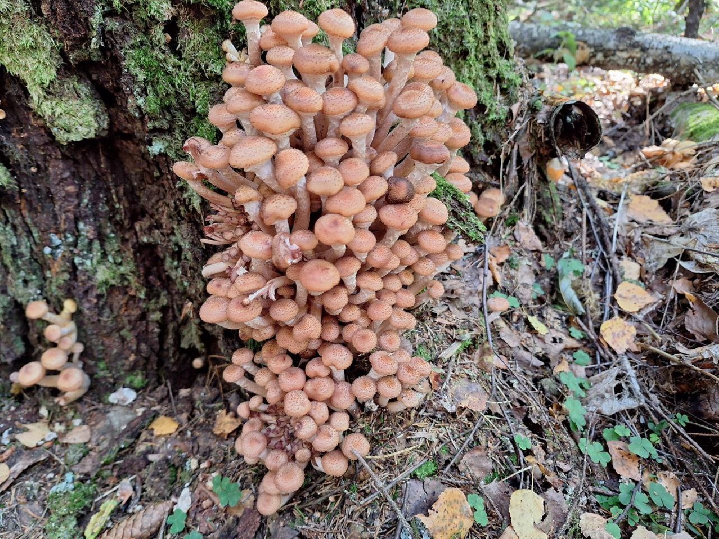 грибы, грибной сезон, отравление, первая помощь, лосино-петровский, подмосковье,
