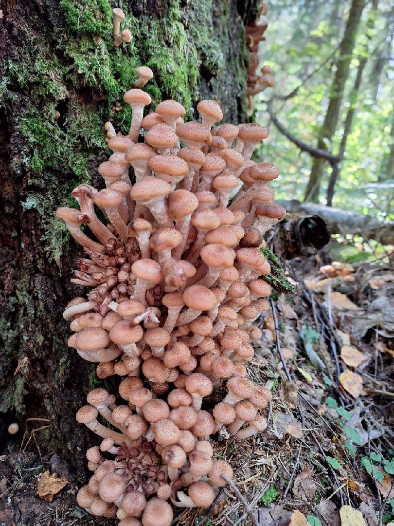 грибы, грибной сезон, отравление, первая помощь, лосино-петровский, подмосковье,