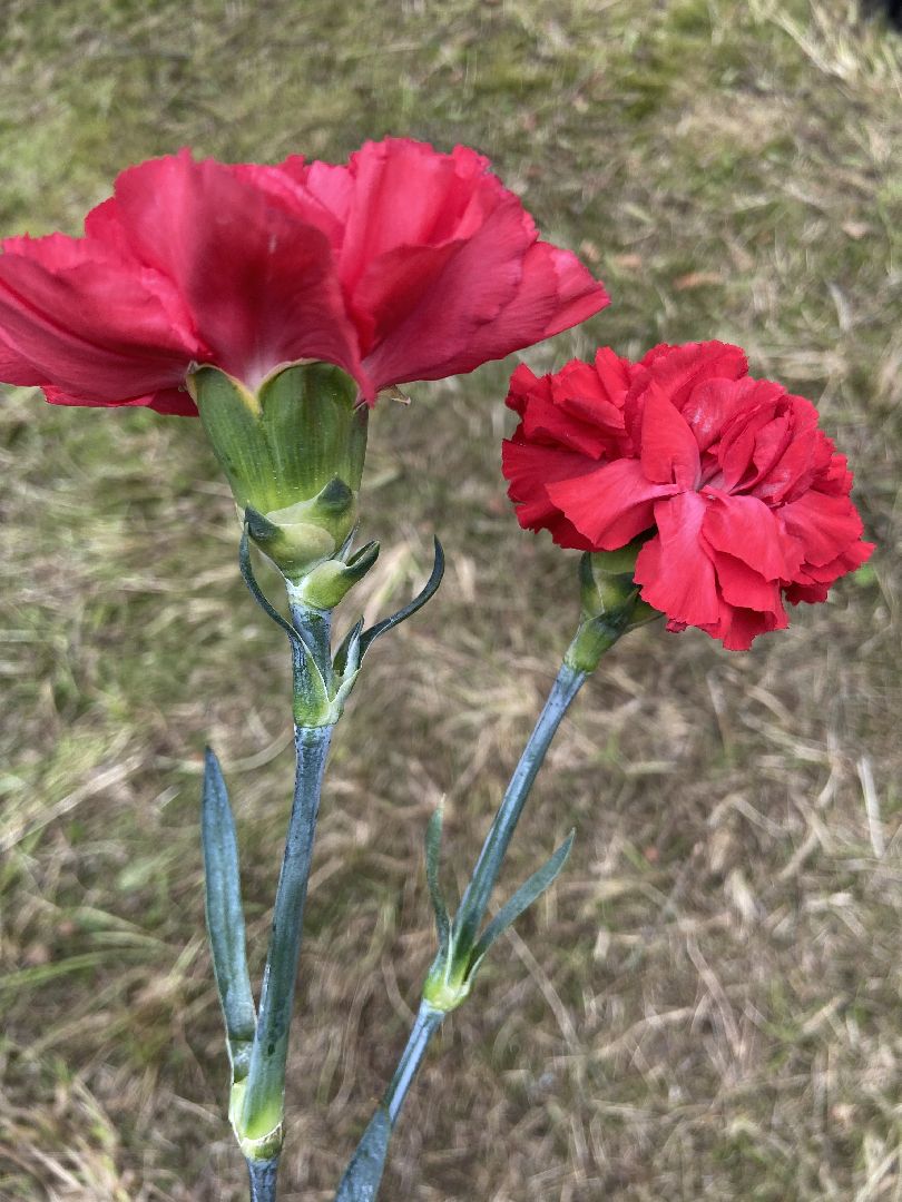 воинские захоронения, поисковое движение, вов,
