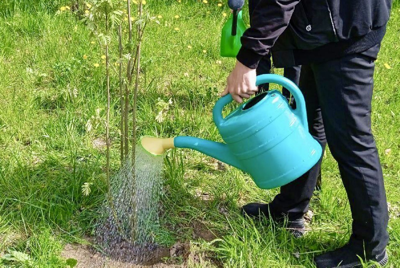 Клин, общество, экология, леса, акции,