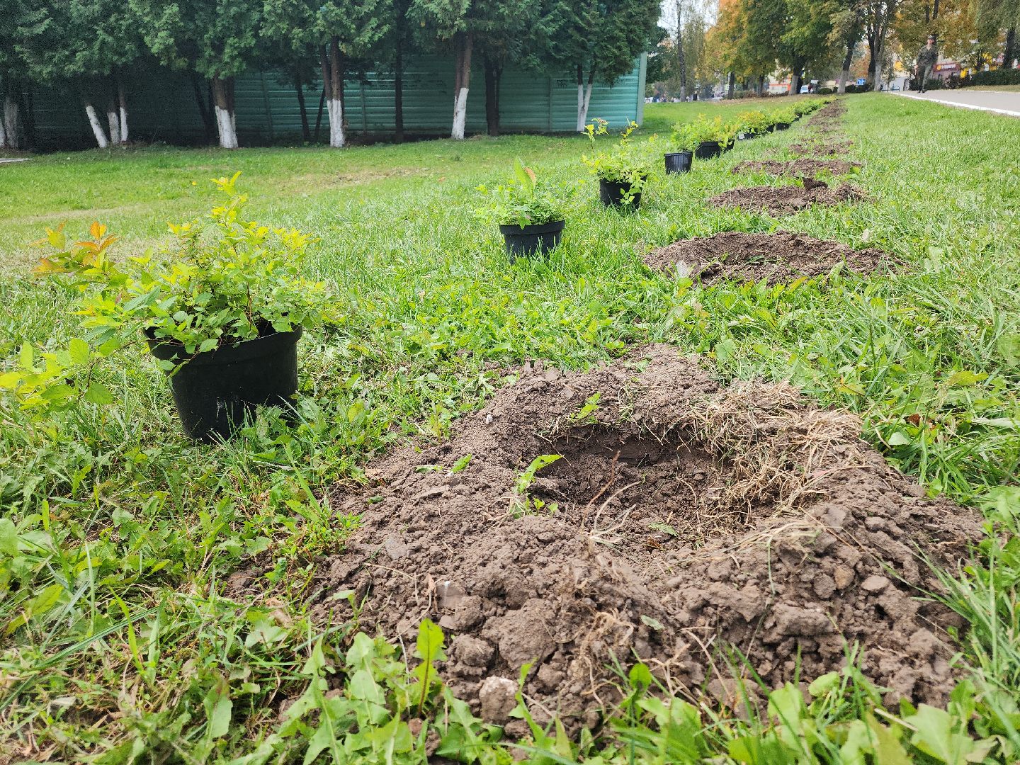 кашира, наш лес, благоустройство, экология,