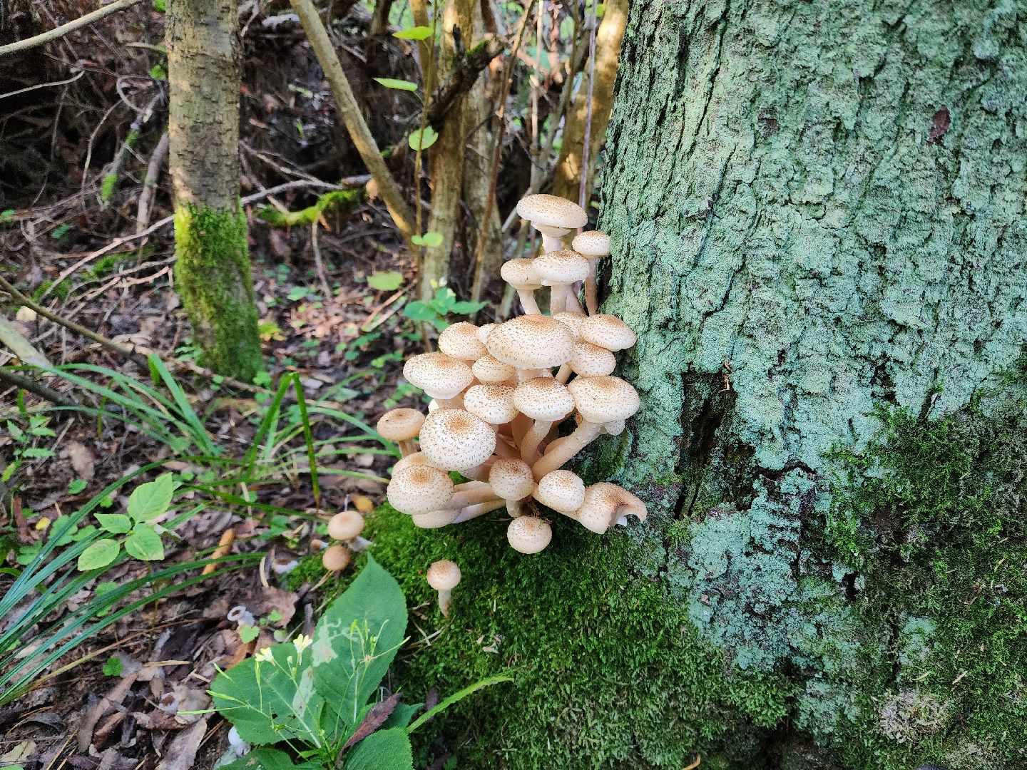 раменское, общество, грибы, нашествие опят,