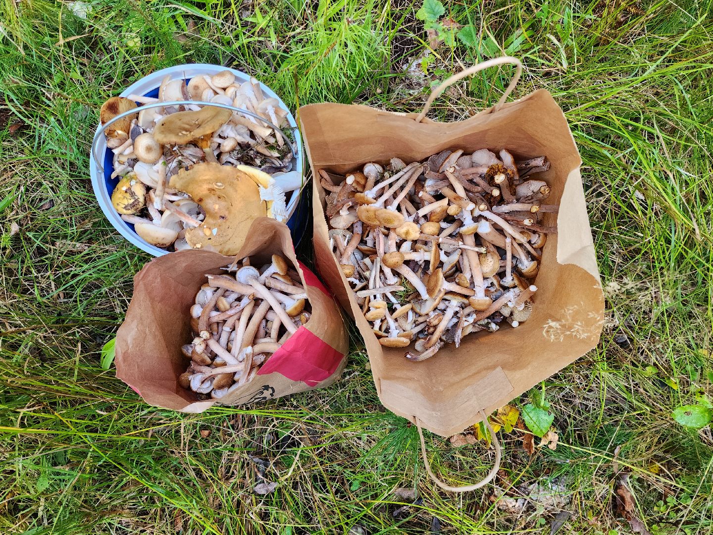 раменское, общество, грибы, нашествие опят,