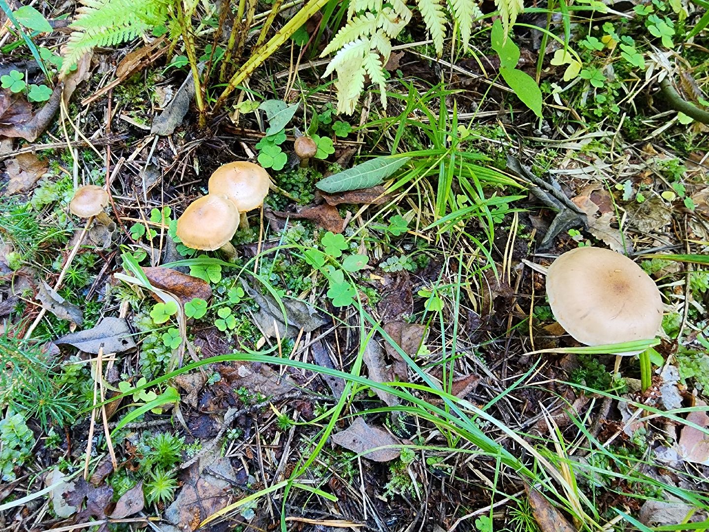 раменское, общество, грибы, нашествие опят,