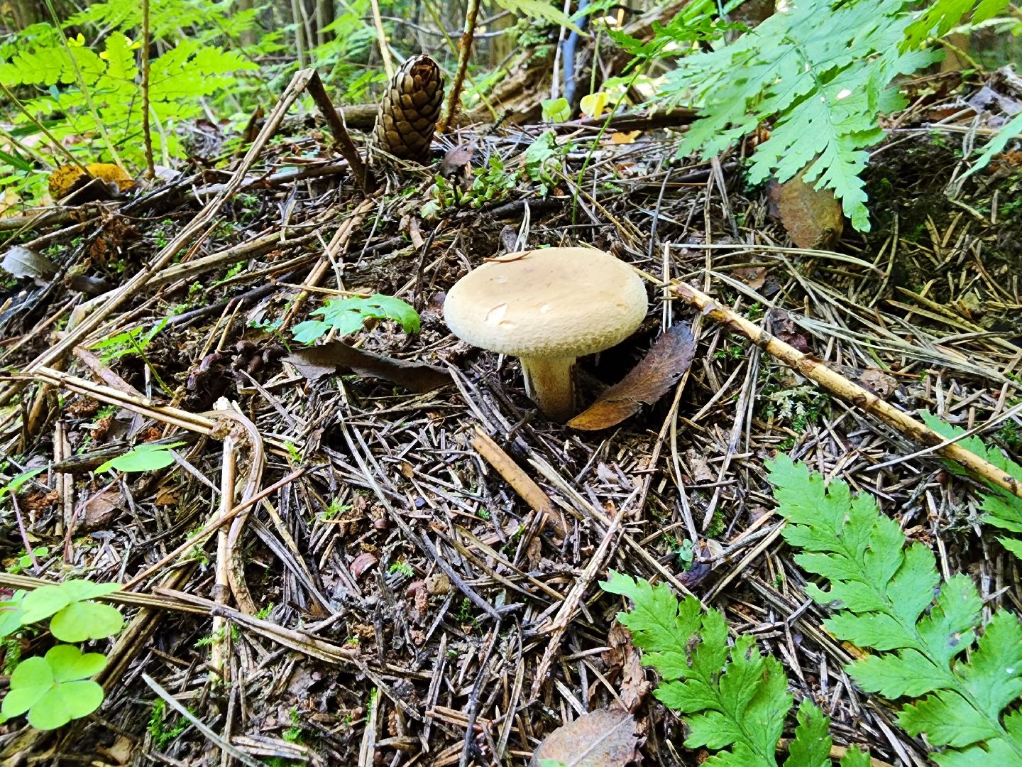 раменское, общество, грибы, нашествие опят,