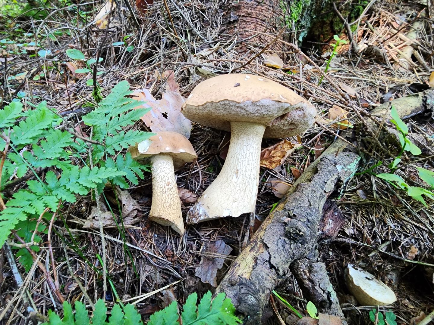 раменское, общество, грибы, нашествие опят,