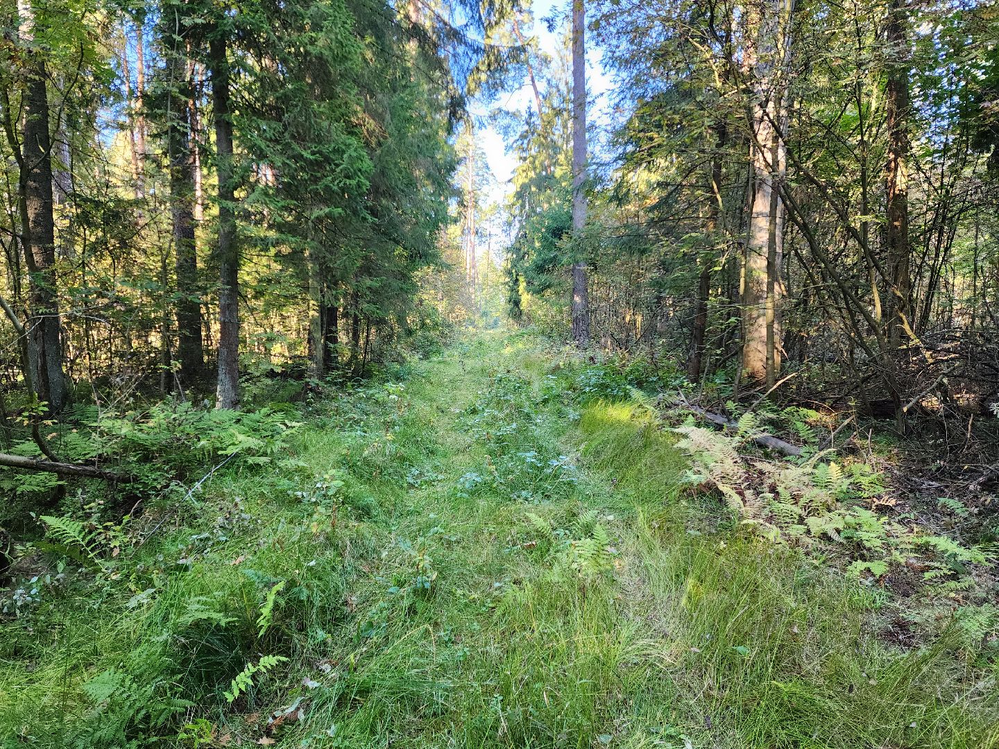 раменское, общество, грибы, нашествие опят,