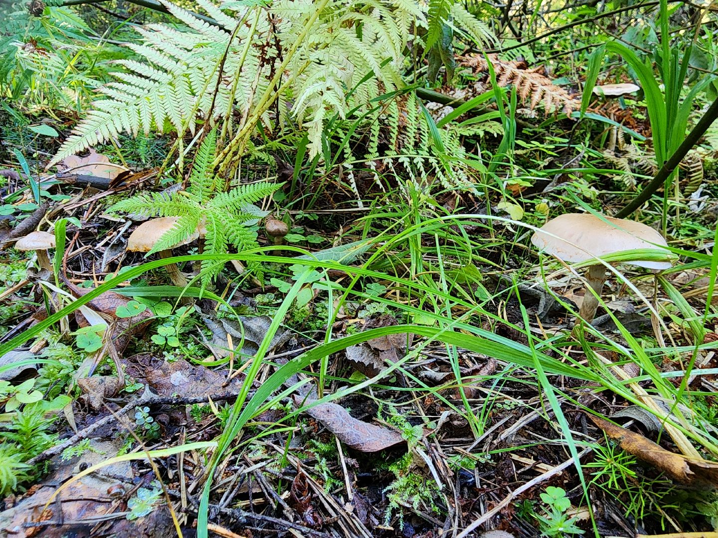 раменское, общество, грибы, нашествие опят,