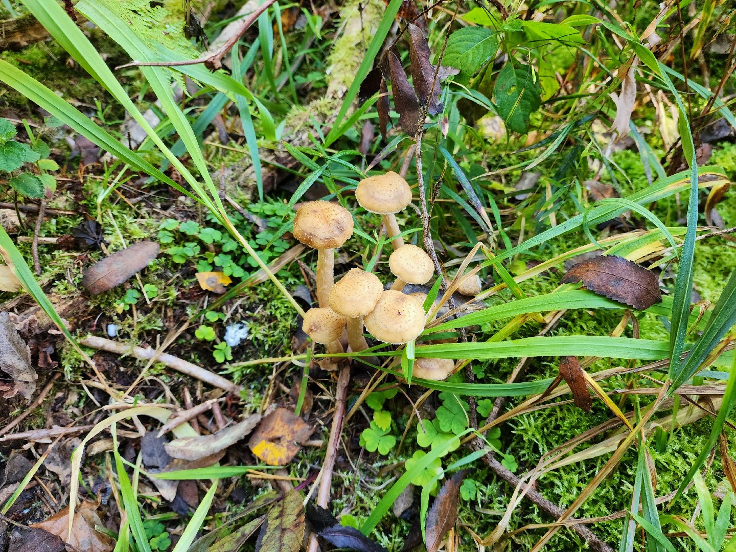 раменское, общество, грибы, нашествие опят,