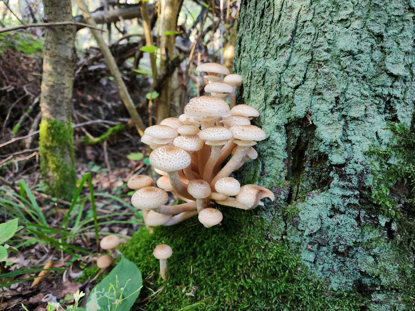 раменское, общество, грибы, нашествие опят,