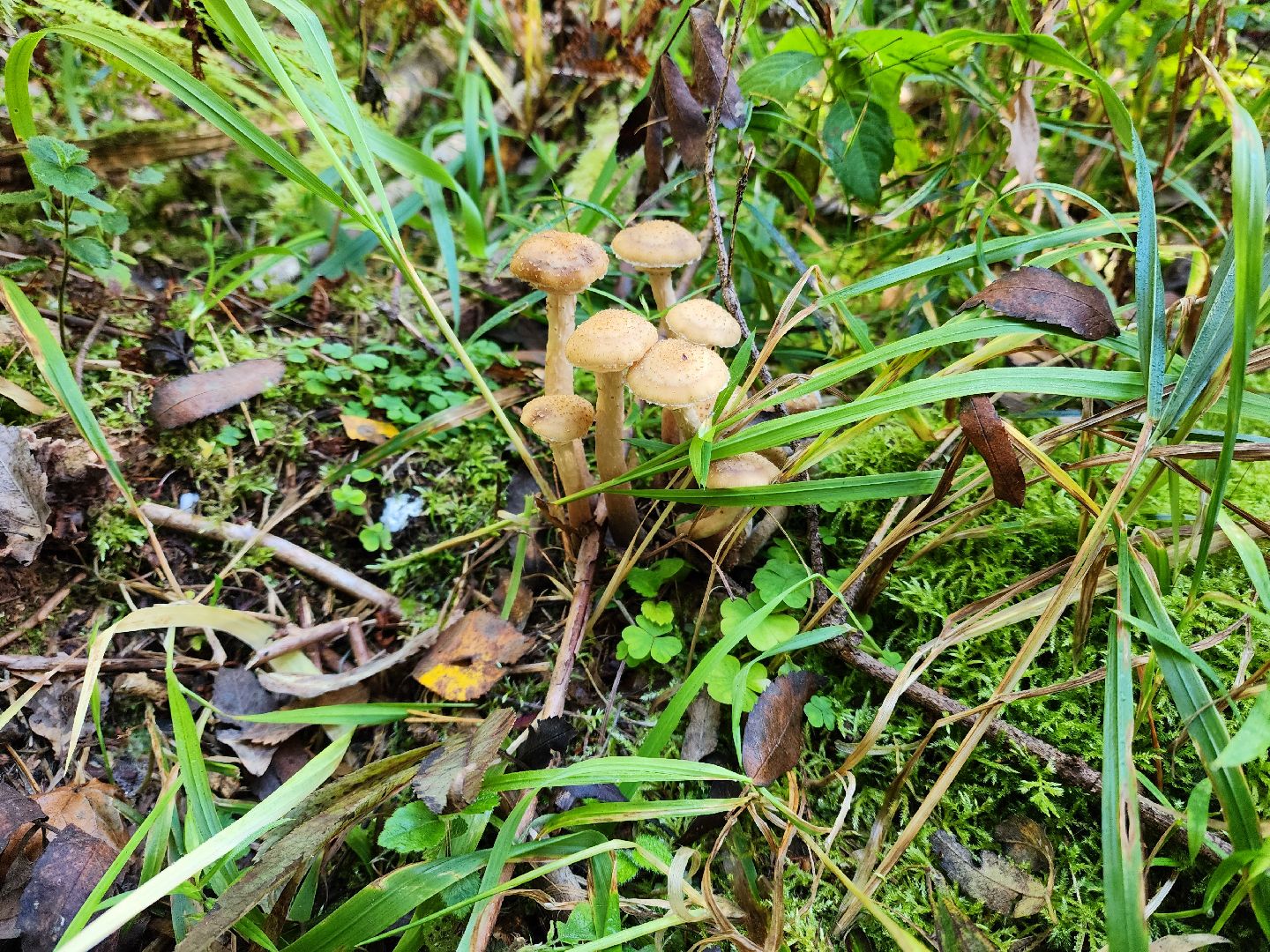 раменское, общество, грибы, нашествие опят,