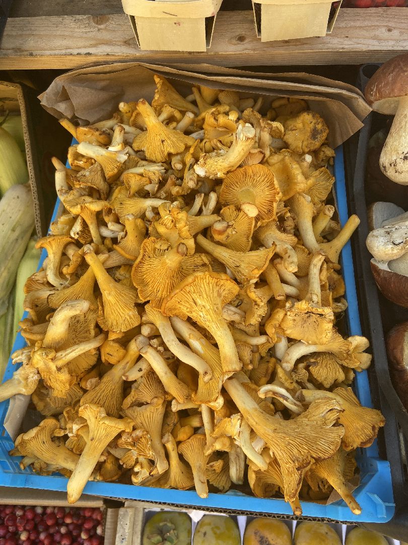 грибной сезон, грибы, врач,