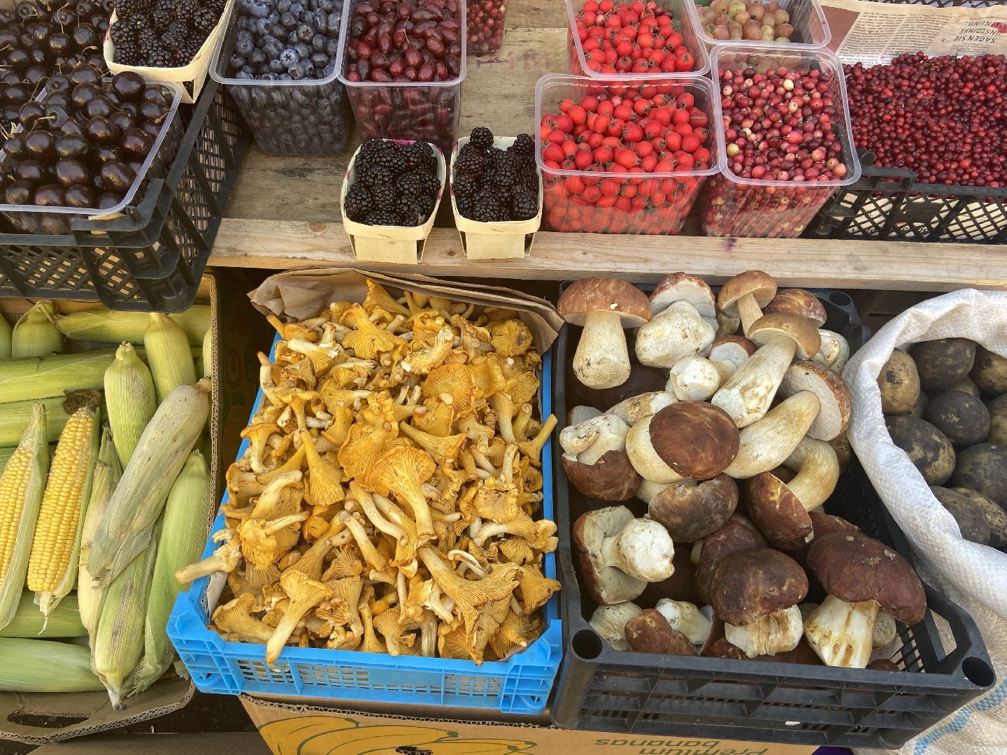 грибной сезон, грибы, врач,