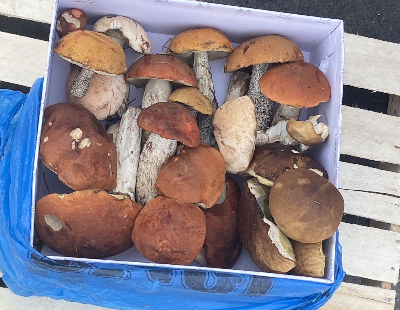 грибной сезон, грибы, врач,