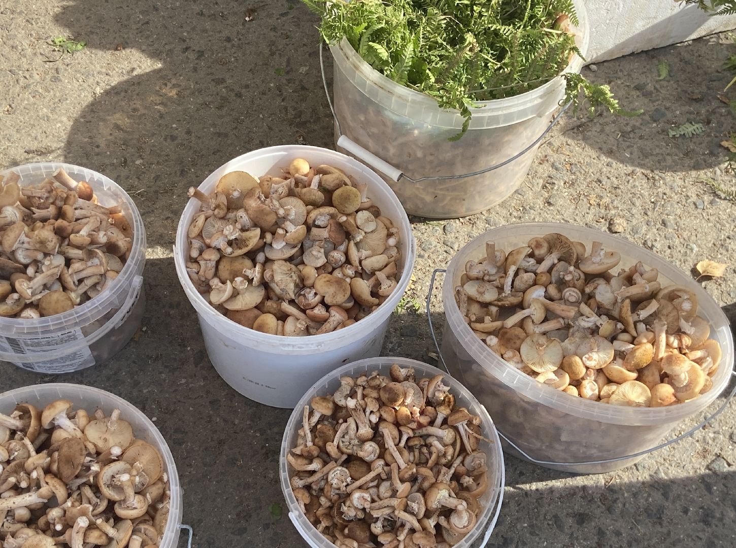 грибной сезон, грибы, врач,