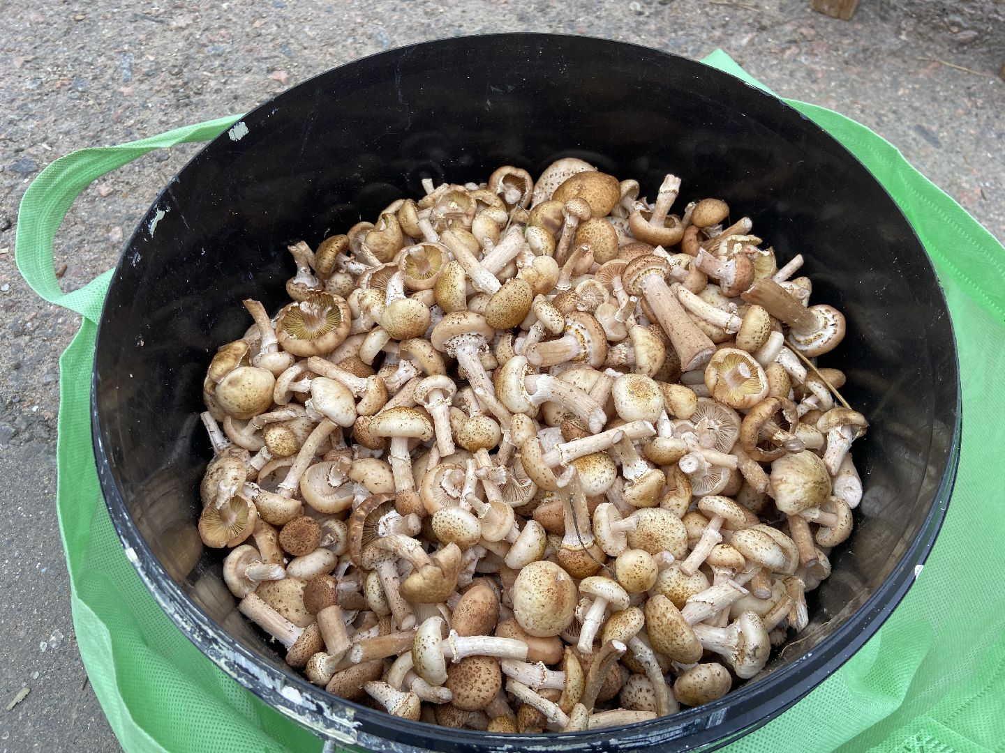 грибной сезон, грибы, врач,