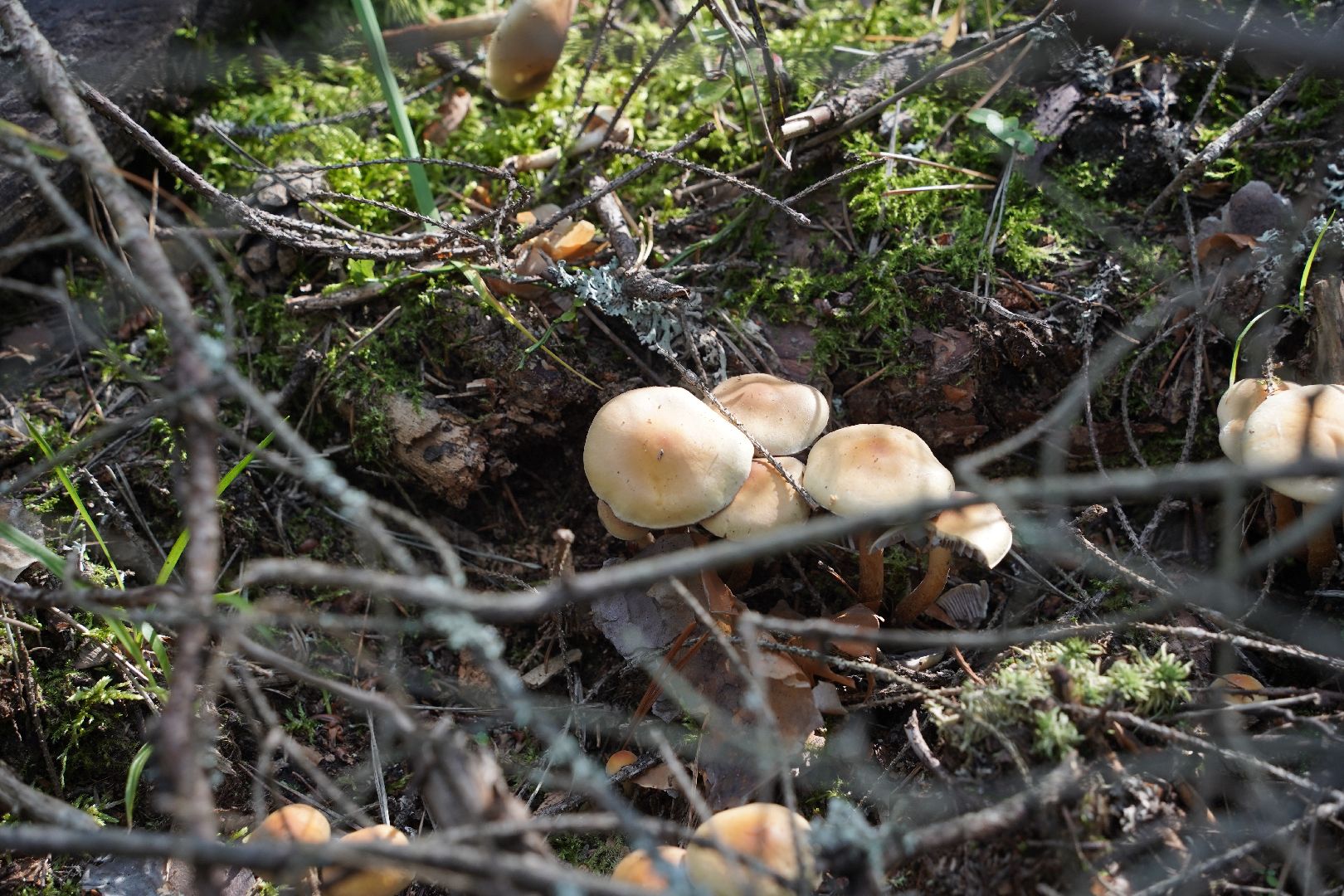 грибы, грибной сезон, Шатура,