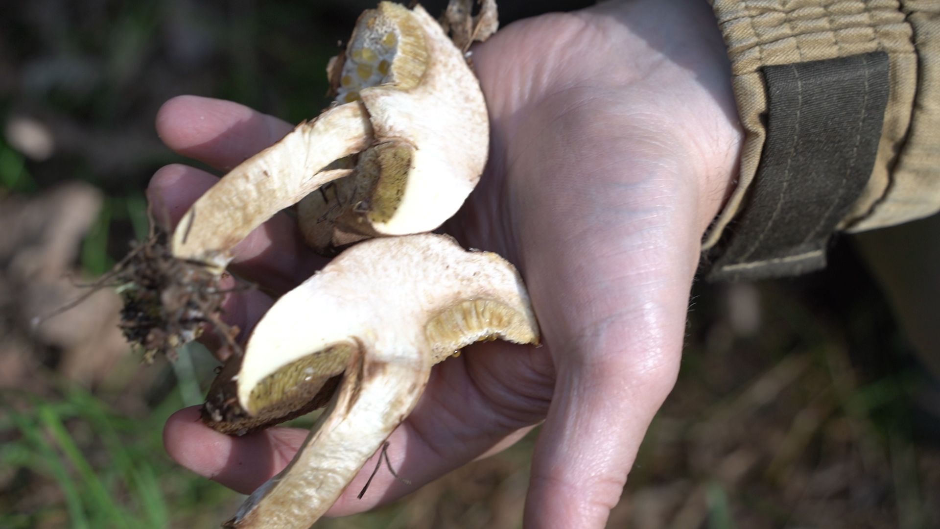 грибы, грибной сезон, Шатура,