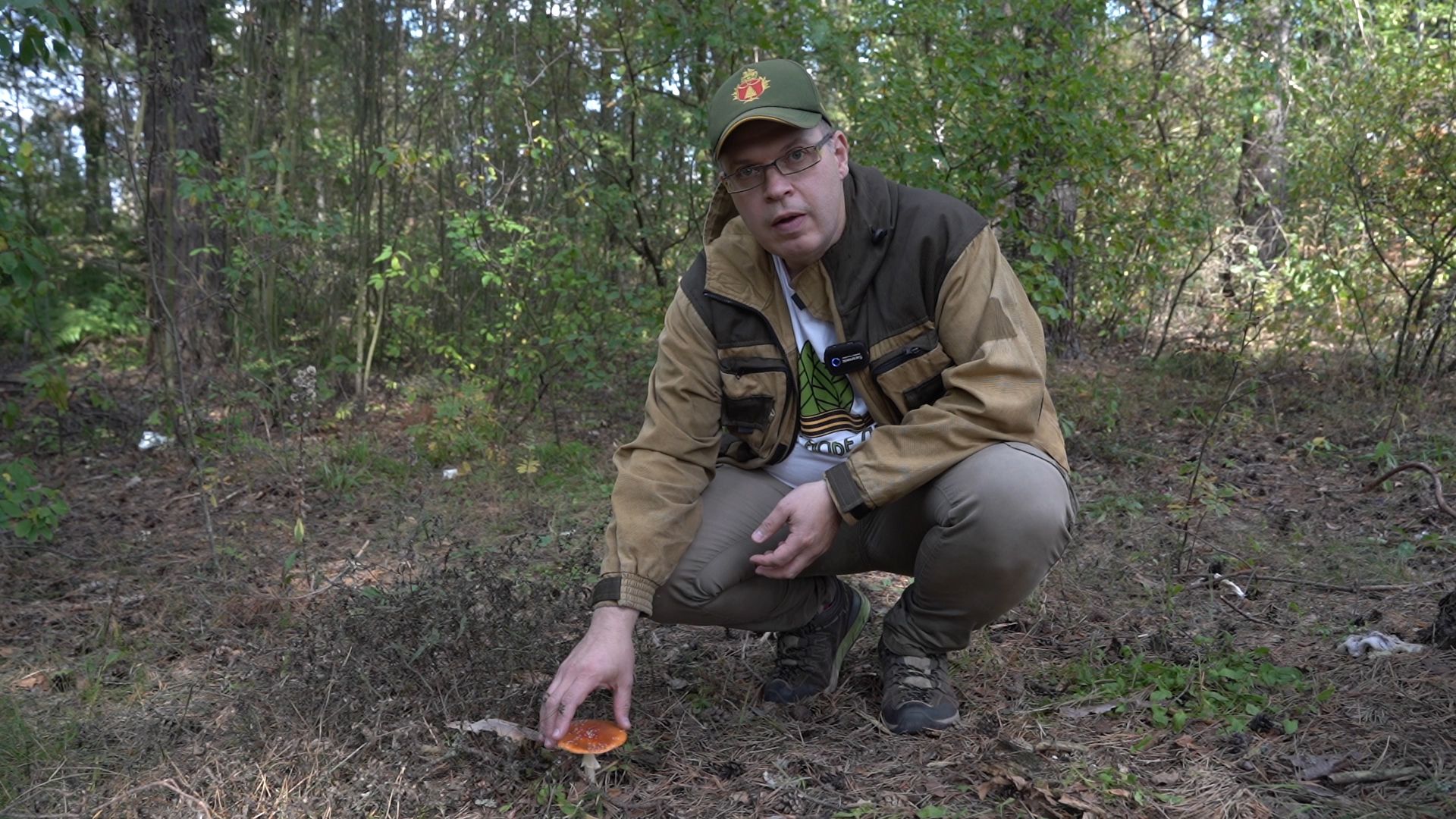 грибы, грибной сезон, Шатура,