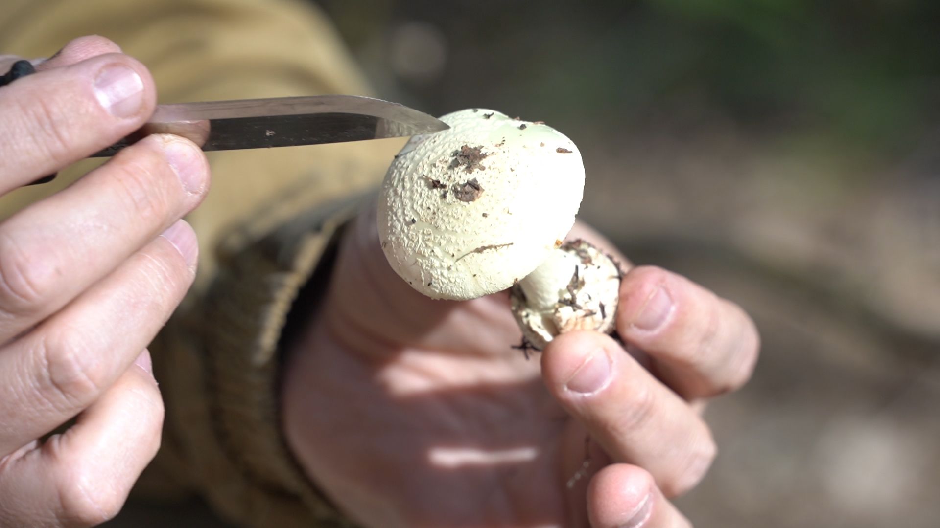 грибы, грибной сезон, Шатура,